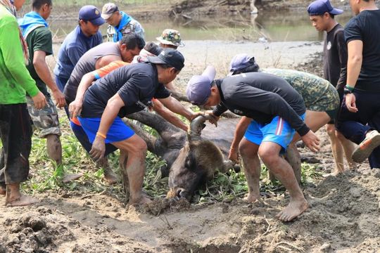 เศร้า!! อุทยานตัดหัว"แม่มะลิ"กระทิงล้มกลางป่าฮาลาบาลา