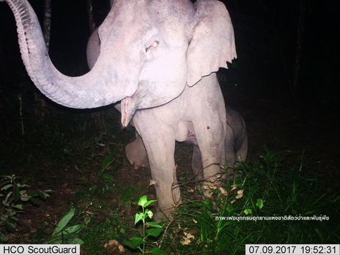 หาดูยาก "ลูกช้างน้อยดูดนมแม่"ป่าน้ำหนาว 