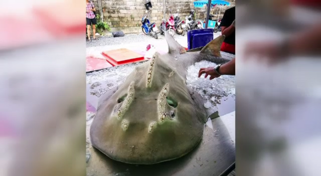 ฉลามโรนินวางขายตลาดเพราะไม่มีกฎหมายคุ้มครอง