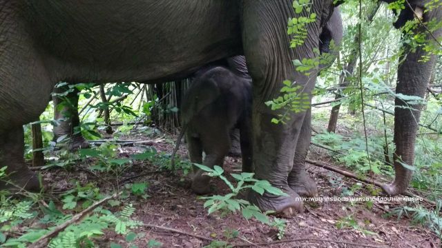 ข่าวดี “พังแม่เปิ้ล”ช้างในมูลนิธิคืนช้างสู่ธรรมชาติตกลูก 1 ตัว 
