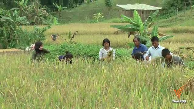 ชาวมลาบรีห้วยลู่ลงแขกเกี่ยวข้าว ลดค่าจ้างแรงงาน