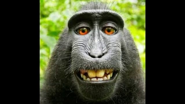 PETA ยกย่อง "ลิงเซลฟี" เป็นบุคคลแห่งปี