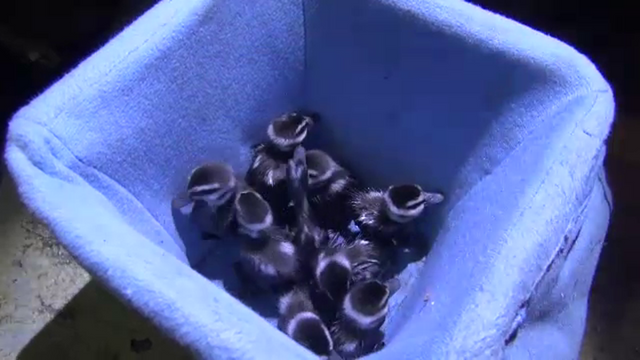 ชื่นชมกู้ภัยเปิดคลิปเสียงเรียกช่วย 10 ชีวิต "ลูกนกเป็ดน้ำ"ตกท่อ