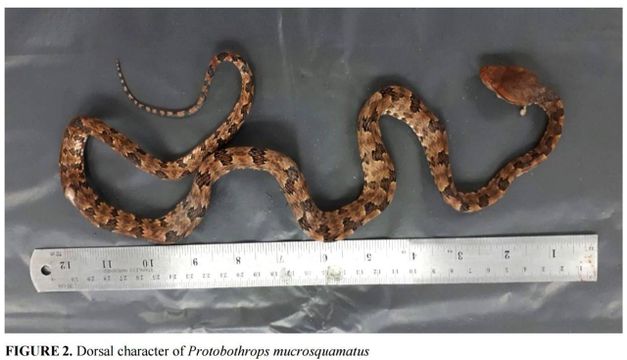 เจองูพิษ "Brown spotted pit viper" ตัวแรกในไทยที่ จ.น่าน