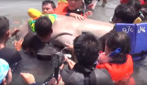 ทช.เตรียมสำรวจพะยูนทะเลตรังรอบใหม่ปี 2561 
