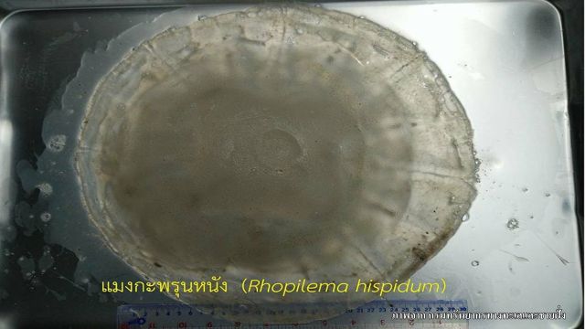 ทช.เตือนแมงกะพรุนโผล่หาดชะอำ นักท่องเที่ยวได้รับพิษ 1 คน