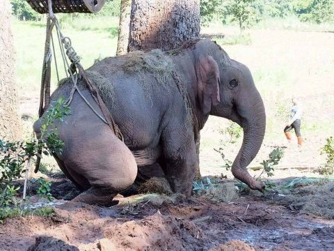 เปิดใจทีมเคลื่อนย้ายช้างป่าคลองชมพู ภารกิจเพื่อ 1 ชีวิต