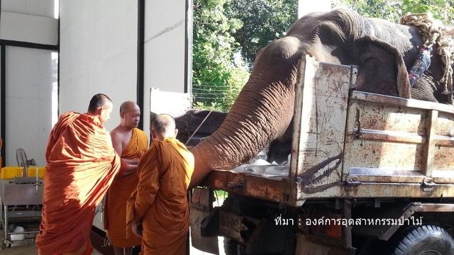 เตรียมผ่าพิสูจน์ช้างป่า คาดรู้ผลใน 2 สัปดาห์