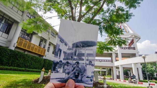 เพาะเนื้อเยื่อ “ต้นไม้ทรงปลูก” ในรัชกาลที่ 9 ส่งต่อความรักจาก “พ่อ” ให้คนไทยปลูกต้นไม้ด้วยหัวใจ