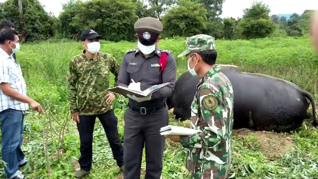 พุ่งเป้าชนวนฆ่า "กระทิง" บุกกินพืชไร่ชาวบ้านเสียหาย