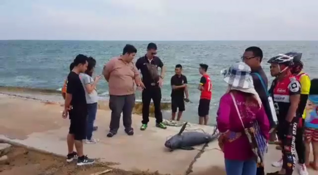 พบซากโลมาหัวบาตรบริเวณชายฝั่งทะเล จ.ประจวบคีรีขันธ์ 