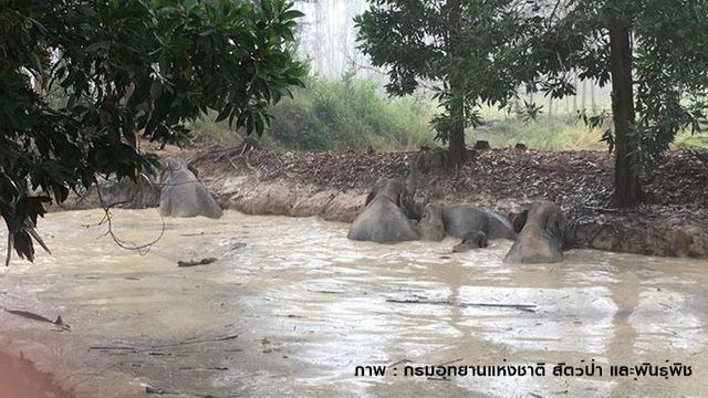 เร่งช่วย 7 ช้างป่า ตกสระน้ำ อ.สนามชัยเขต