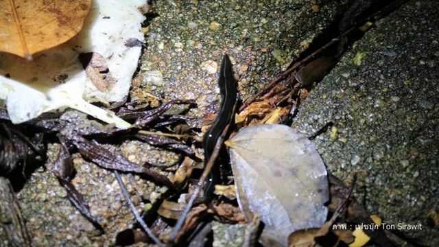 สผ.จ่อปรับ "หนอนเอเลียน" พ้นจากบัญชี 4 หลังเจอตัวรุกรานไทย