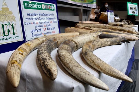 ยึดงาช้าง-เกล็ดลิ่น มูลค่า 11 ล้านบาท 