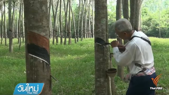 ชาวสวนยางร้อง รมต.เกษตรฯชุดใหม่ ปลดบอร์ดบริหารการยางฯ