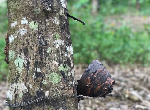 คุมเข้ม "กรีดน้ำยาง" ของกลุ่มนายทุนรุกป่า 1.32 ล้านไร่