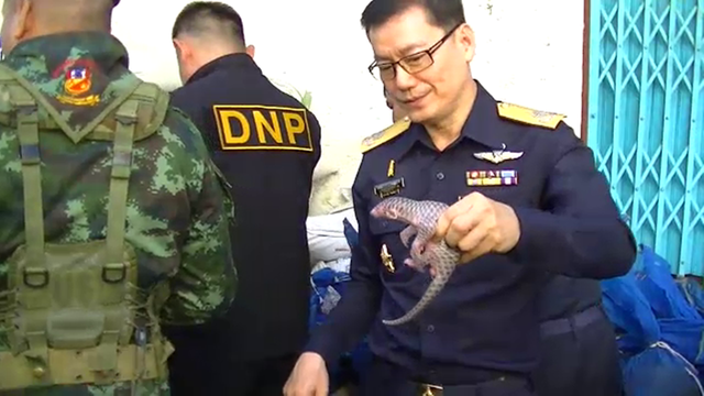 "ศุลกากร"ยึดตัวนิ่ม 84 ตัว ก่อนหลุดด่านแม่สอด 