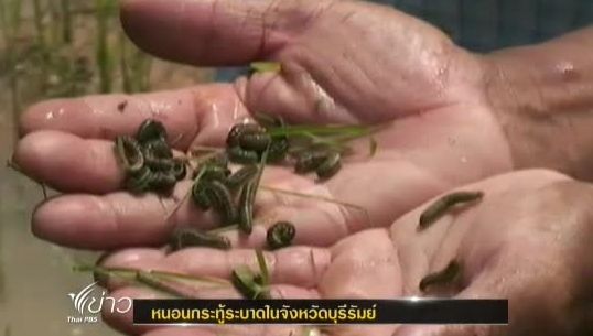 หนอนกระทู้ระบาดในจังหวัดบุรีรัมย์เสียหายแล้วกว่า 5,000 ไร่