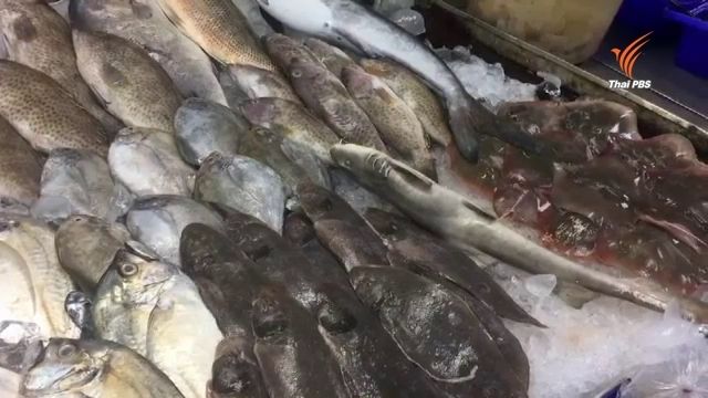 สำรวจตลาดพัทยาพบขาย ฉลามหินหรือฉลามทราย