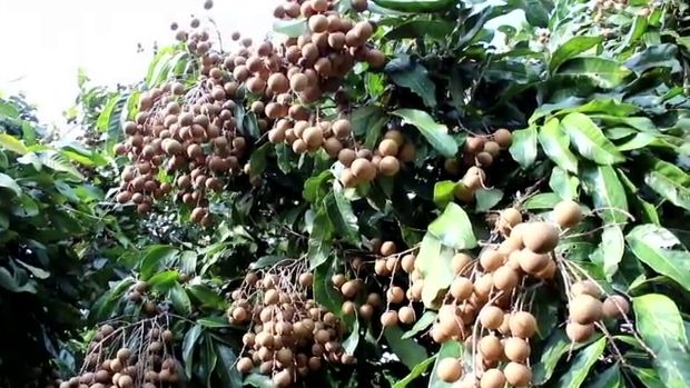 พาณิชย์หารือเกษตรฯ จัดระเบียบล้งจีน หลังพบเบี้ยวเงินชาวสวน