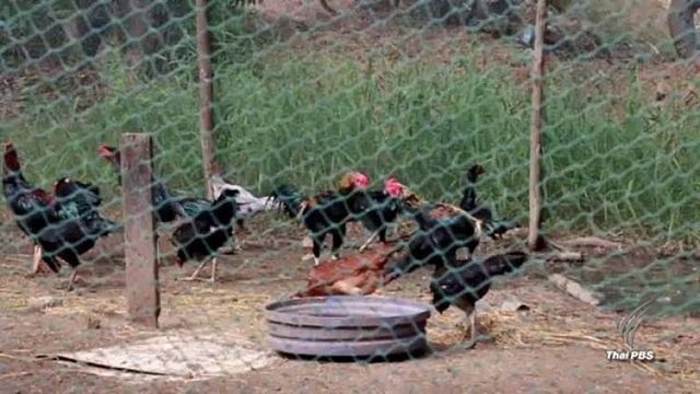 แนะปชช.ไม่สัมผัสสัตว์ปีกป่วยตาย ป้องกันไข้หวัดนก H5N1 