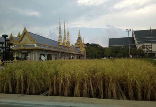 เกี่ยวข้าวแปลงนาหมายเลข 9 ท้องสนามหลวง