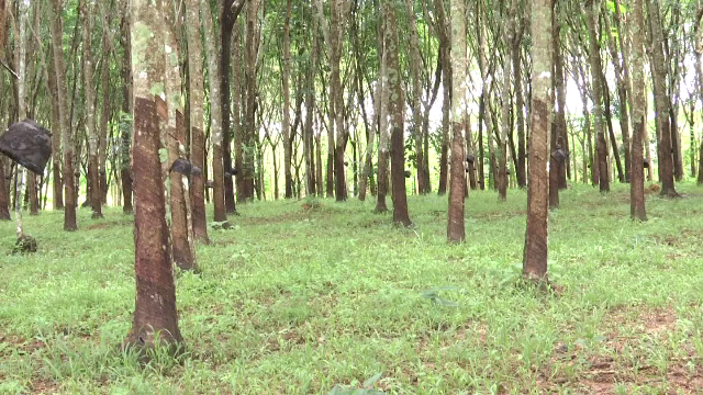 รัฐบาลแจก 4,000 บาทต่อครัวเรือน ชวนลดพื้นที่ปลูกยาง