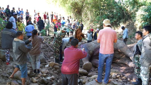 ช้างป่าภูหลวง จ.เลย ต่อสู้แย่งพื้นที่หากิน ตาย 1 ตัว
