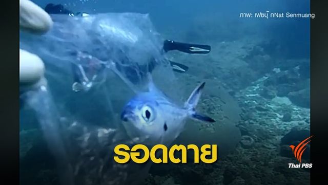 โชคดี! นักดำน้ำช่วยชีวิตปลารอดตาย "เหยื่อ" ถุงพลาสติก