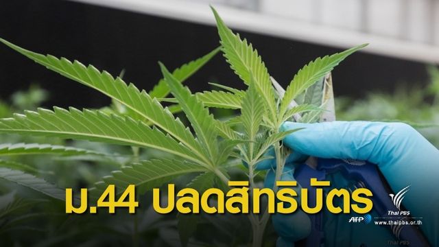 ด่วน! นายกรัฐมนตรี ใช้ ม.44 ปลดล็อกสิทธิบัตรกัญชา  