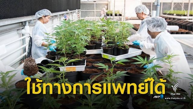 โปรดเกล้าฯ พ.ร.บ.ยาเสพติด ใช้ "กัญชา-กระท่อม" ทางการแพทย์ได้