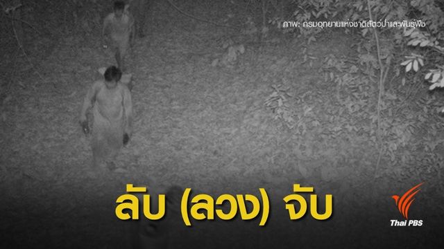รู้จักกล้อง  NCAPS "สายลับ" จับคนตัดไม้
