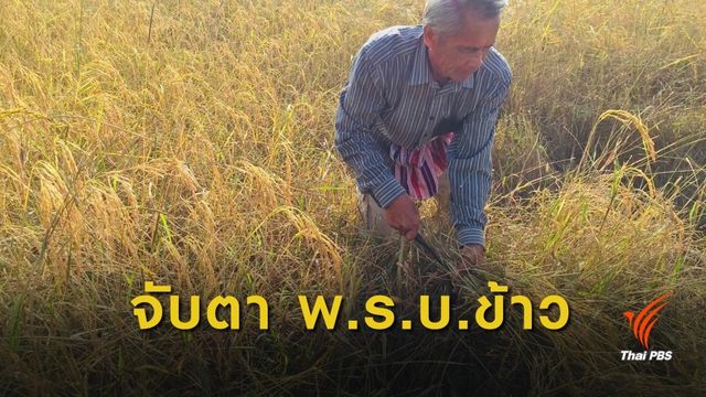 สนช.พิจารณาร่าง พ.ร.บ.ข้าว วาระ 2-3 พรุ่งนี้