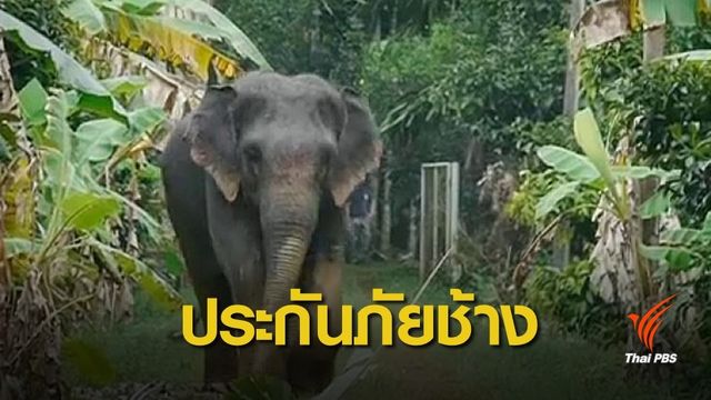 ครม.เห็นชอบจ่ายเงินชดเชยภัยช้างป่าบุกพื้นที่เกษตร