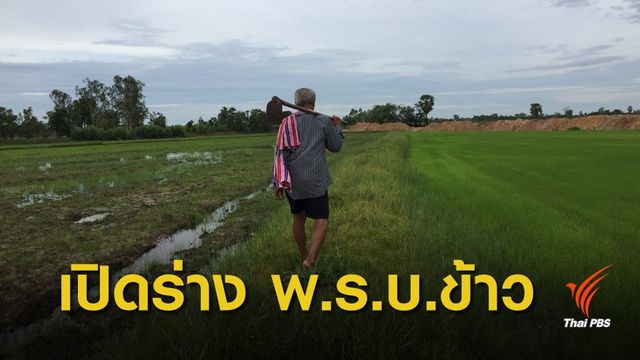 ร่าง พ.ร.บ.ข้าว พ.ศ. ... แก้หรือก่อปัญหาข้าว