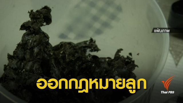 อย.เร่งร่างประกาศนิรโทษ 3 กลุ่มผู้ครอบครองกัญชา