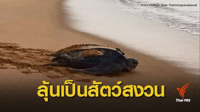 ลงนามปฏิญญาอนุรักษ์เต่าทะเลฯ ผลักดันขึ้นบัญชี "เต่ามะเฟือง"