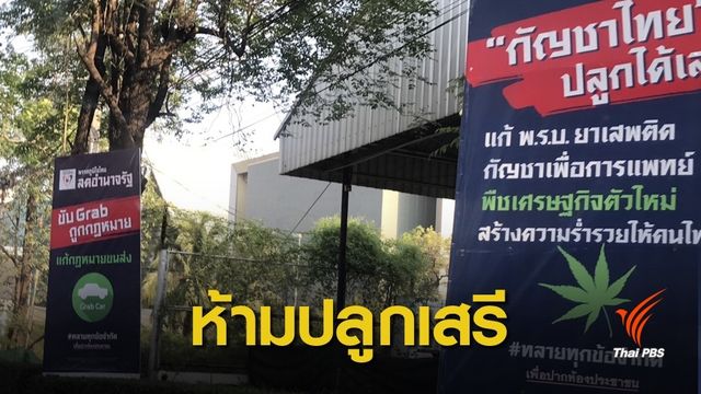 ห้ามปลูก ! "กัญชา" อย.ติงพรรคการเมืองใช้หาเสียง