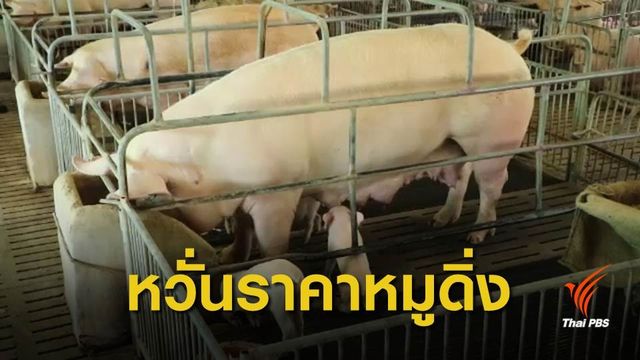 "ผู้เลี้ยง-ผู้ค้าหมู" ค้านนำเข้าเครื่องในหมูจากสหรัฐฯ
