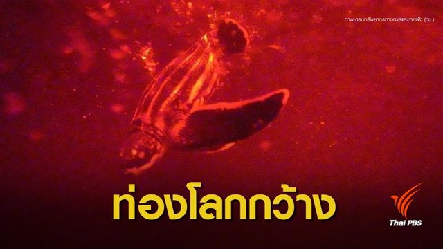 วินาที  "ลูกเต่ามะเฟือง" สู่อ้อมกอดทะเล 