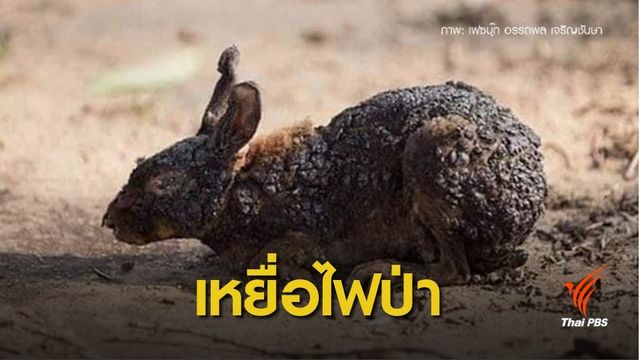 บิ๊กกรมป่าไม้ ปลุกคนหยุดเผาป่า คร่าชีวิตสัตว์ - ป่าวอด 2.7 หมื่นไร่