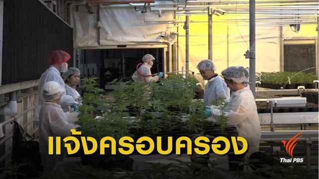 ประกาศ 7 กลุ่มนิรโทษกรรมกัญชา เริ่มแจ้งครอบครองวันนี้