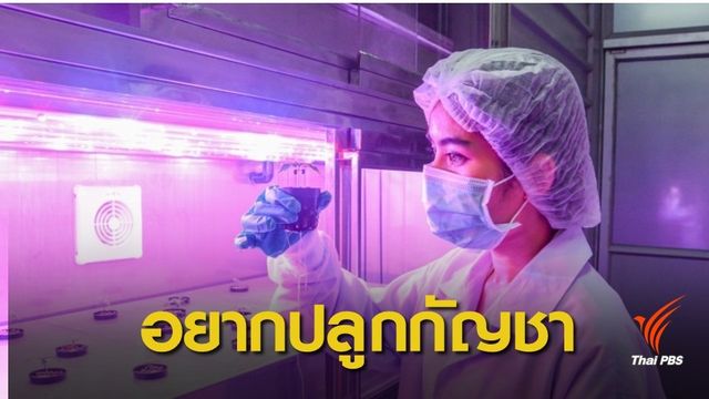 อย.สายไหม้ โทรสอบถามปลูกกัญชา 2 วันทะลุ 1,300 สาย 