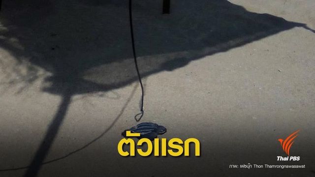 ตัวแรก! ลูกเต่ามะเฟืองชุดสุดท้าย โผล่เจอทรายร้อนตาย 1 ตัว  