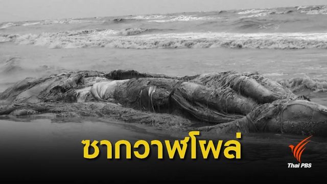 พบซากวาฬ 10 เมตรเกยตื้นตายแหลมตะลุมพุก 