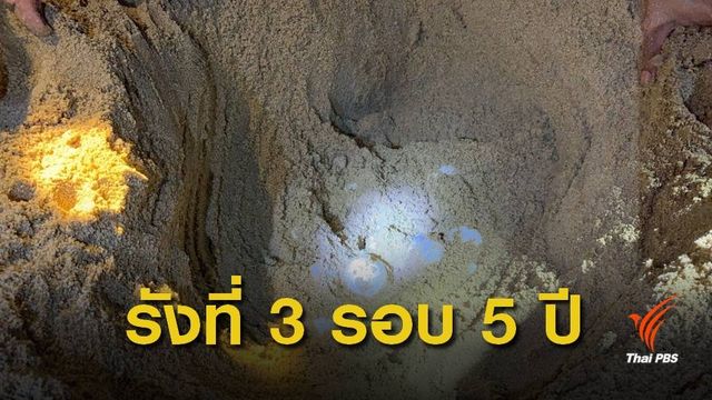 ข่าวดี! แม่เต่ามะเฟืองขึ้นวางไข่รังที่ 3 หาดคึกคัก