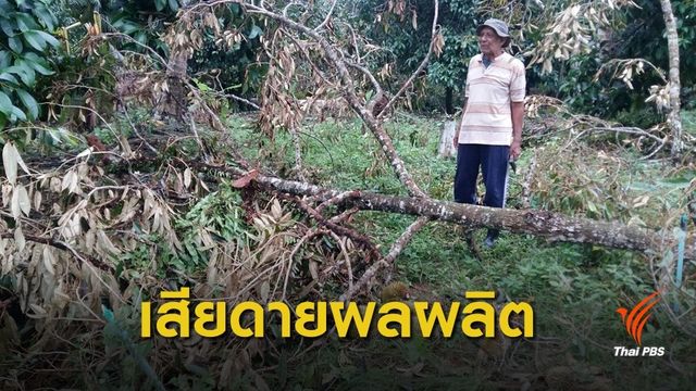 "สวนยาง-ทุเรียน" นครศรีฯ เสียหายจากพายุปาบึก