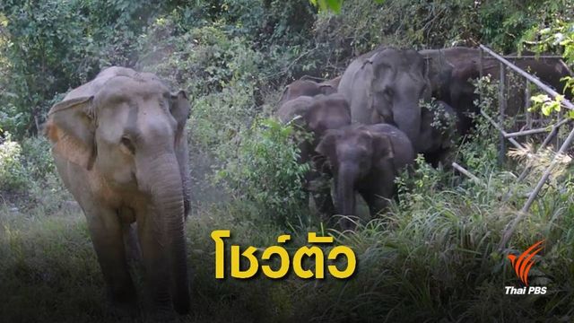 ประทับใจ โขลงช้างเขาใหญ่เดินโชว์นักท่องเที่ยวใกล้ชิด  