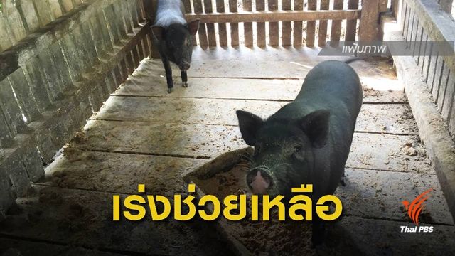 ตั้งศูนย์เฉพาะกิจรับมือพายุ ช่วยเหลือ"ปศุสัตว์-สัตว์เลี้ยง"