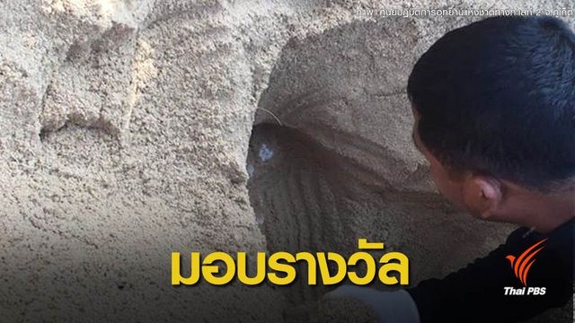 มอบเงินให้ชาวประมงพบหลุมวางไข่เต่ามะเฟือง